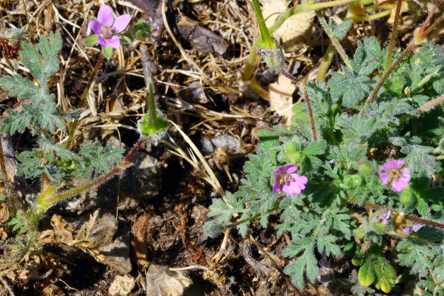 Erodium sp. (Geraniaceae)